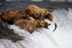 Brown Bears Alaska6092711681 300x200 - Brown Bears Alaska - Cheetah, Brown, Bears, Alaska